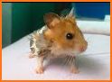 Crazy Hamster related image