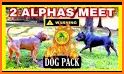DogPack related image