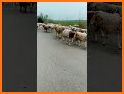 Sort Sheep Flock related image
