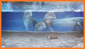 Cute Under Water Dolphin Theme related image