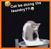 Cat Laundry related image