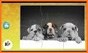 Cats & Dogs Jigsaw Puzzles for kids & toddlers related image