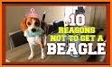 Beagle Universe related image