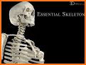Essential Skeleton 3 related image