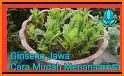 tips praktis belajar tanaman herbal dan khasiatnya related image