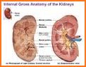 Kidney Anatomy Pro. related image