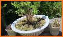 Bonsai Lucky related image