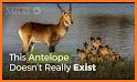 Antelope related image