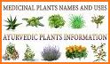 Medicinal plants related image