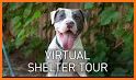 Virtual Animal Shelter Buddies related image
