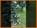 Droppy Fruits related image