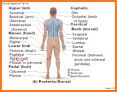 Human Anatomy Body Parts Guide related image