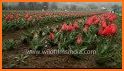 Tulip Match related image
