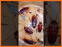 Puka related image