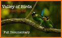 Birds of India related image