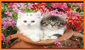 Cute Cat Wallpapers HD related image