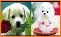 Cute Puppy Wallpaper related image