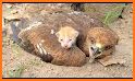 adopte pet baby related image