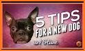 Guide For Adopt Tips ME related image