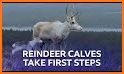 Calf Reindeer Escape related image