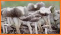Mushrooming related image
