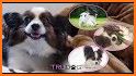 Dog breeds - ultimate guide related image