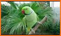 Parrot Voice Recorder related image
