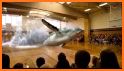 Sea Dolphin Pool Show: Animal Ocean Simulator🐬 related image