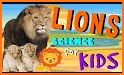 Learning Lions related image