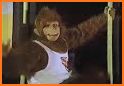 Classic Kong Jr Donkey related image