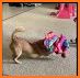 Cute Pup Fox Escape - A2Z related image