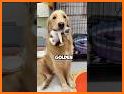 Golden Retriever Simulator related image
