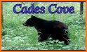 Cades Cove related image