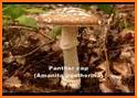 Mushroom Identify - Automatic picture recognition related image