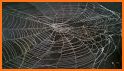 Spider Web Photo Frame Effects related image