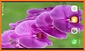 Orchid Flower Launcher Theme related image