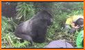 Gorilla Experience related image