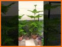 Plants Christmas related image