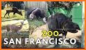 San Francisco Zoo related image