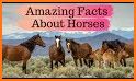 horse Info related image