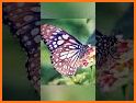 Butterfly Flower Themes related image