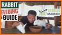 My Rabbit Feeding Guide related image