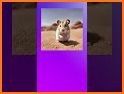 Hamster AI：Soulful AI Chat related image
