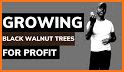 Profit Tree related image