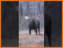 Moose Gauge related image
