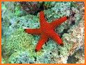 Starfish related image