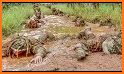 US Army Special Training School Camp 2019 related image