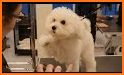 Puppy Dog Makeup Salon: Pet Makeover Salon & Spa related image