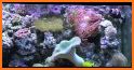 3D marine aquarium related image