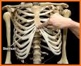 Human Skeletal System 3D related image